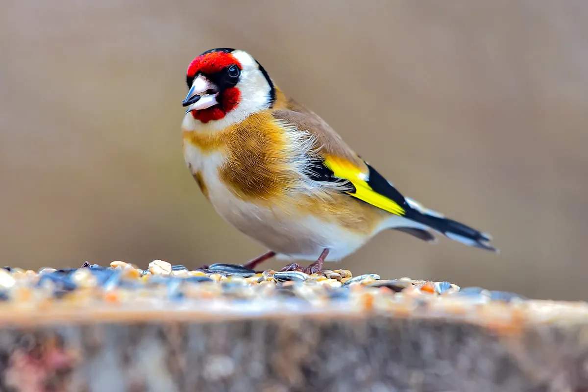 Chardonneret elegant: malý pěvec s velkým významem