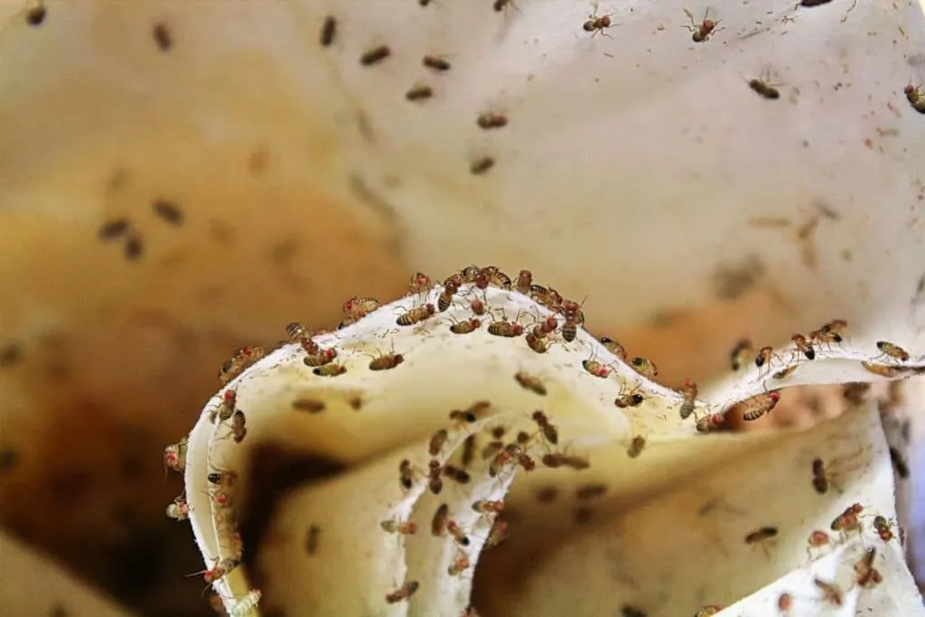 Pozor — malé mušky si mohou rychle zabrat váš domov